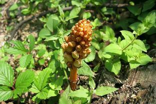 芒種將至,搶抓時節種天麻