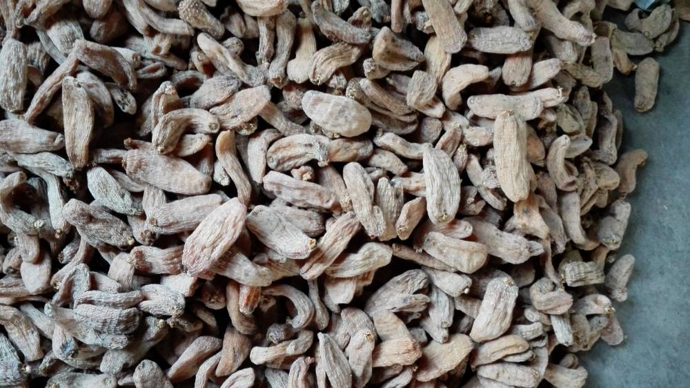 【宿州六安亳州天麻蜜環(huán)菌萌發(fā)菌】?jī)r(jià)格_廠家 - 中國(guó)供應(yīng)商