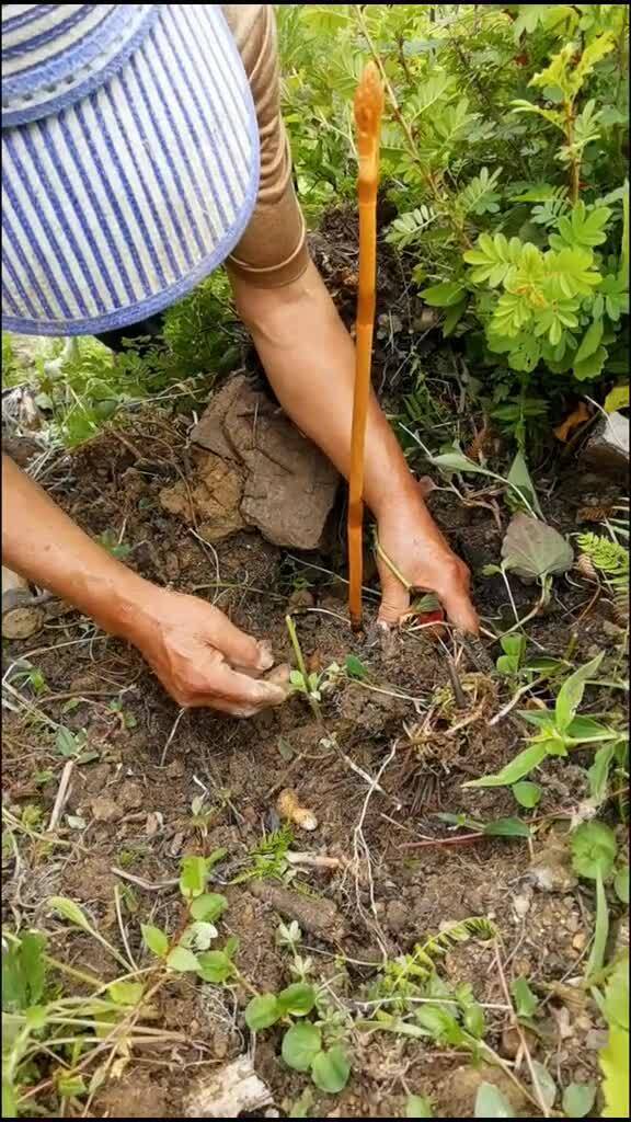 讓你們看看,這個天麻真好看