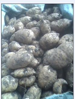 天麻種子 ,宜昌市夷陵區(qū)望氏天麻種植專業(yè)合作社