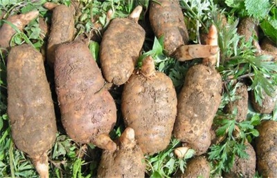 天麻有哪些品種