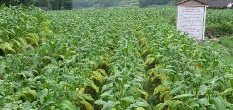 天麻的種植沒到收獲季節就爛掉了是怎么回事