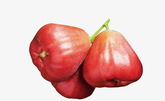 霧蓮圖片素材圖片免費(fèi)下載 高清產(chǎn)品實(shí)物png 千庫網(wǎng) 圖片編號(hào)5243482