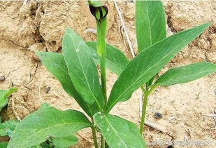 一年就可以賣錢的藥材,種植周期短風(fēng)險(xiǎn)小,你知道有哪幾種