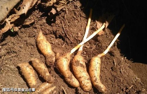 這就是珍貴的 野生天麻 ,請(qǐng)記住它的樣子,山中遇見,不要錯(cuò)過