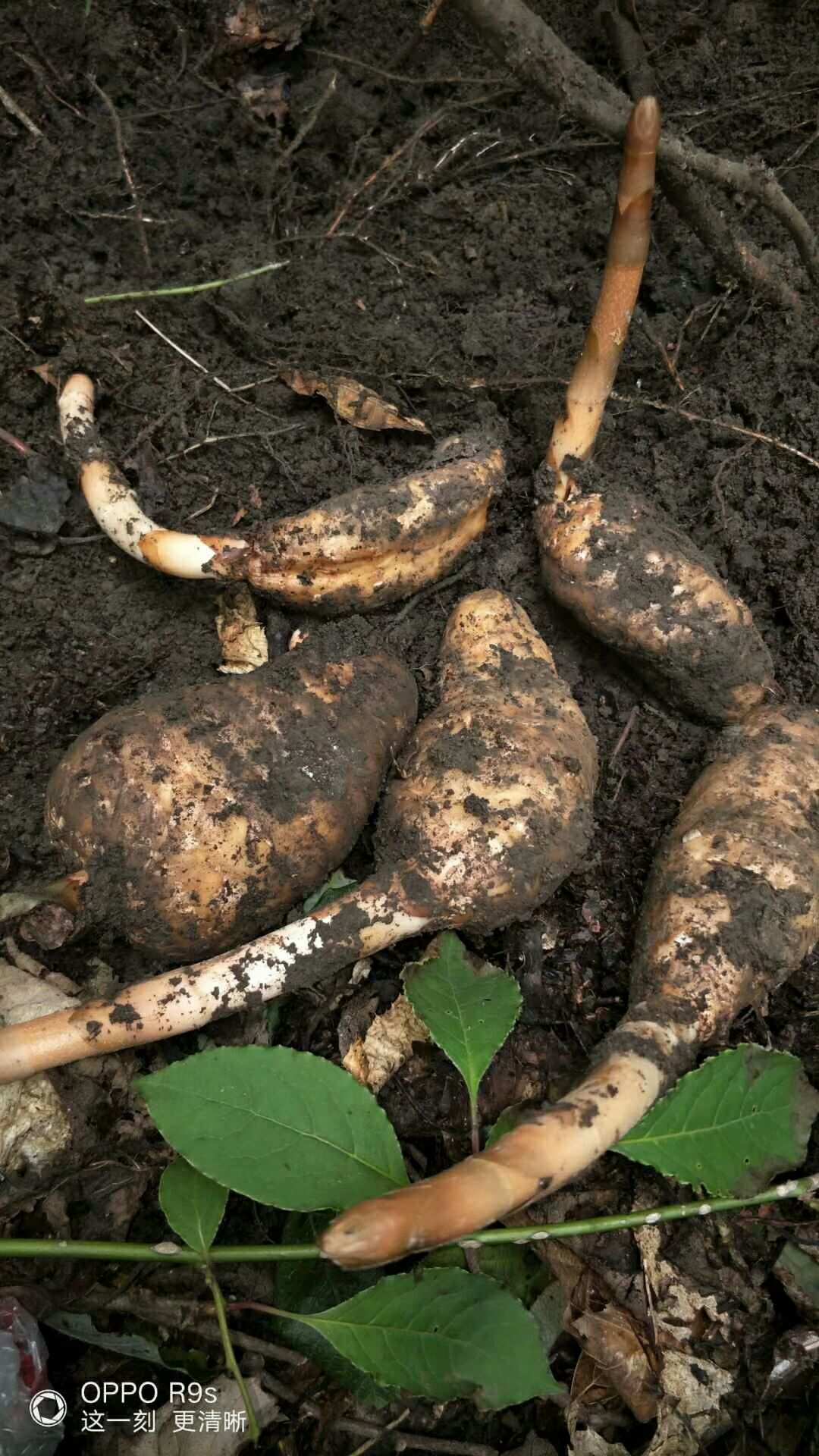 山野珍品 野生天麻的自然饋贈與人文價(jià)值